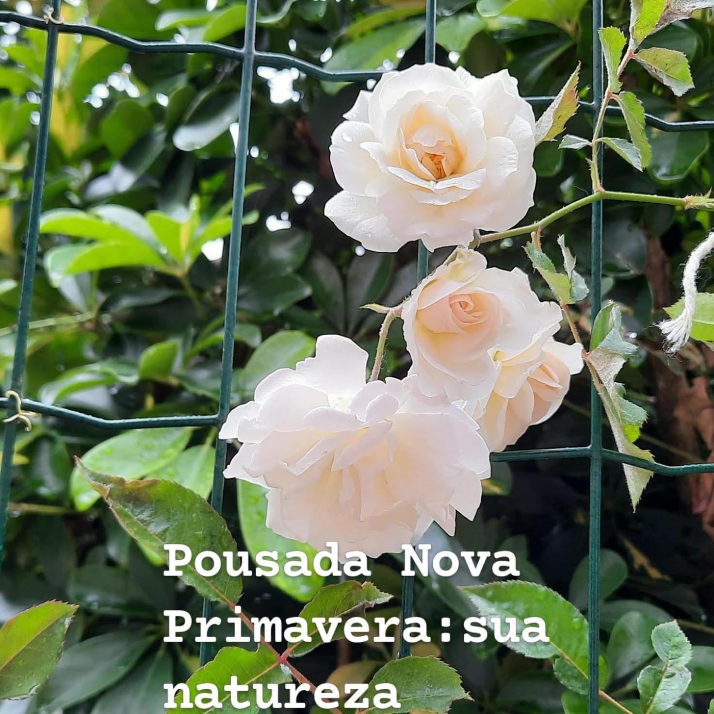 Pousada Nova Primavera Ubatuba Kültér fotó