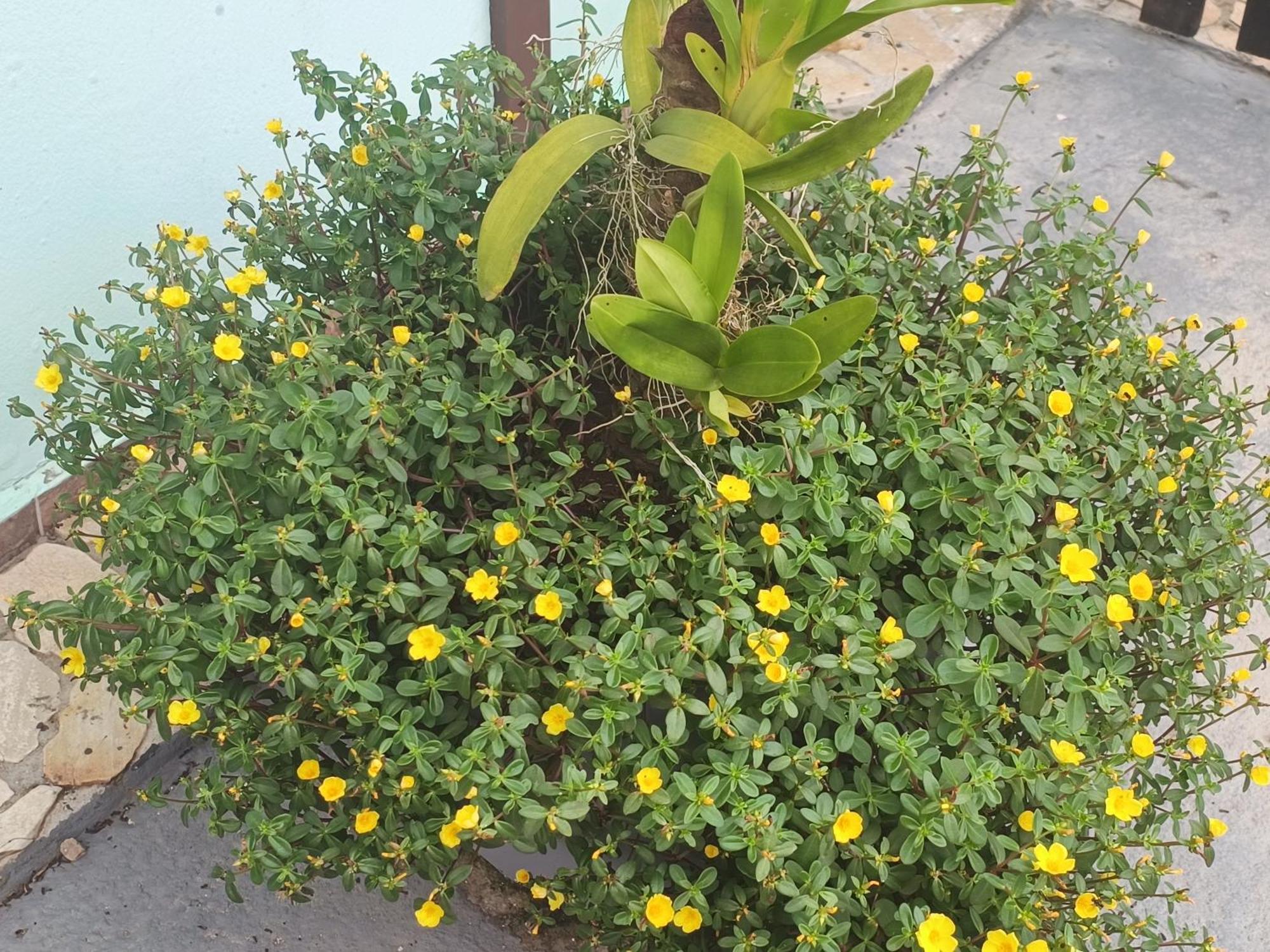 Pousada Nova Primavera Ubatuba Kültér fotó