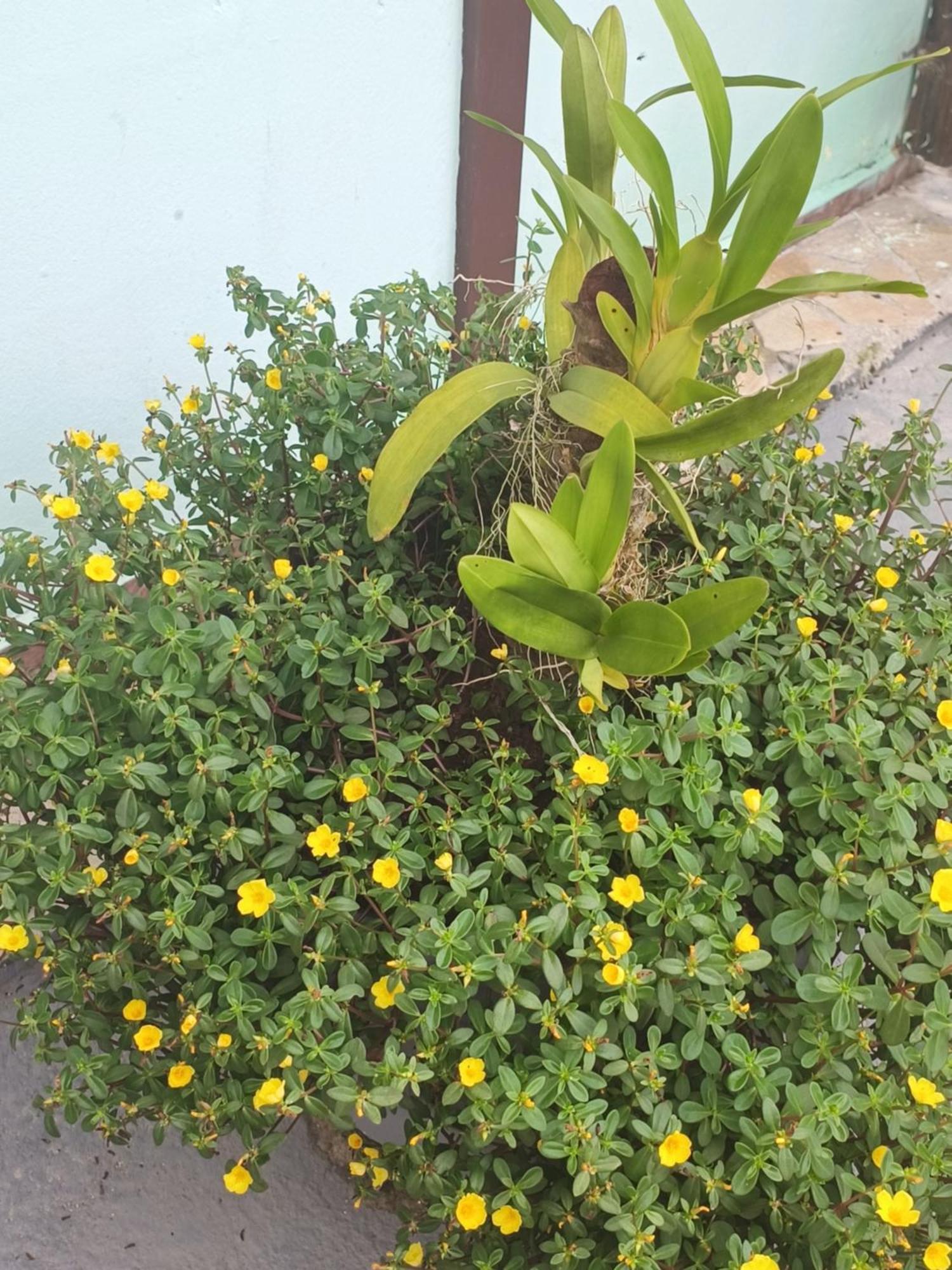 Pousada Nova Primavera Ubatuba Kültér fotó