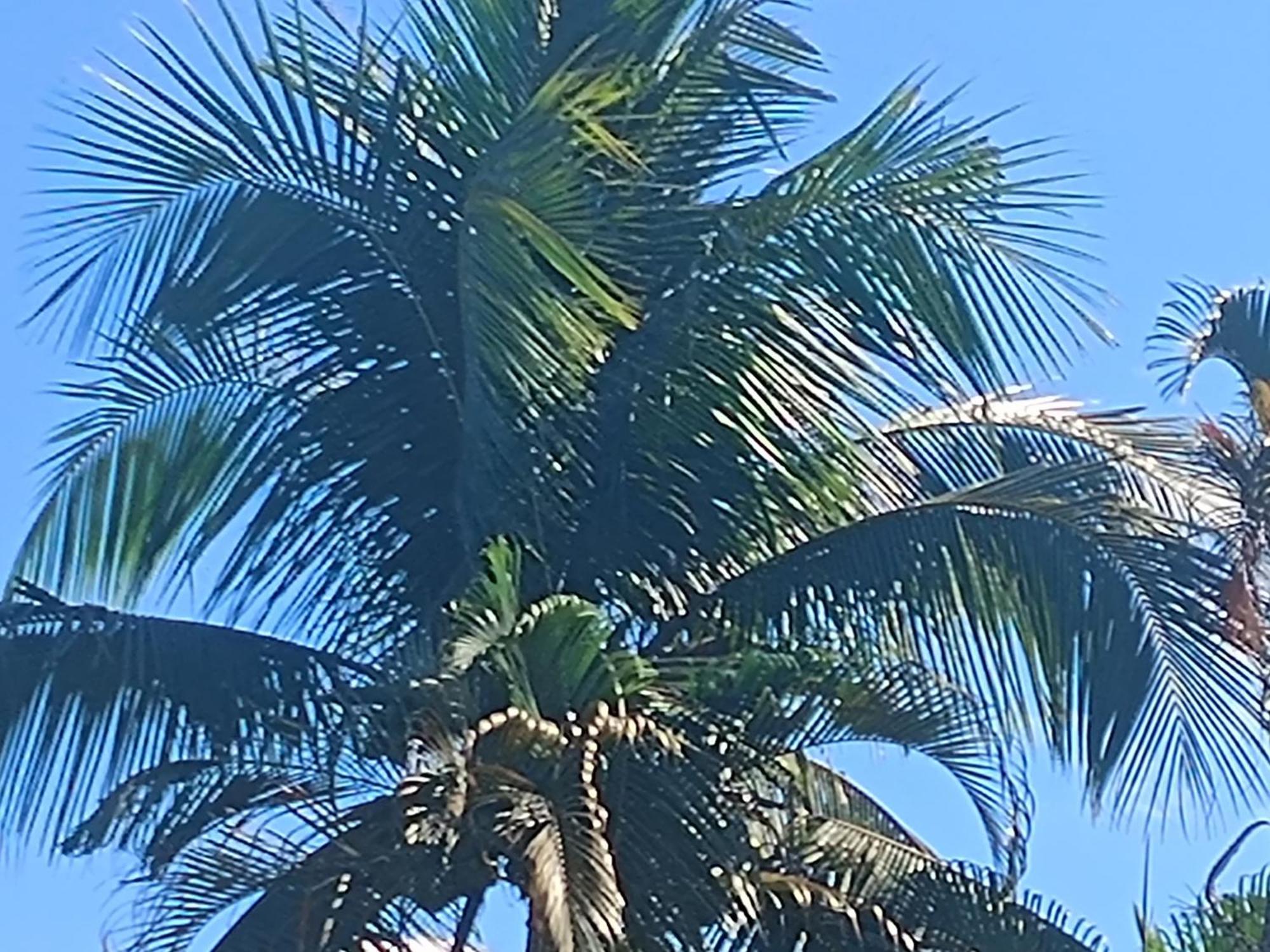 Pousada Nova Primavera Ubatuba Kültér fotó